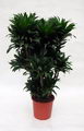 Compact Dragon tree
